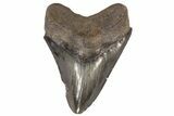 Serrated, Fossil Megalodon Tooth - Georgia #78194-1